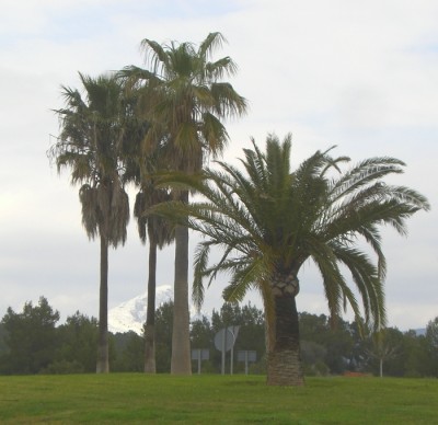 CIMG0115.Schnee hinter Palmen.jpg