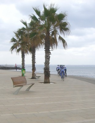 CIMG0083.RSG Palmen.jpg