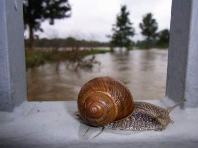 Hochwasser_02_28.09.10.JPG