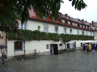 die älteste Weinrebe der Welt.jpg