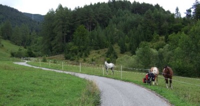 11 tierische Freunde.jpg