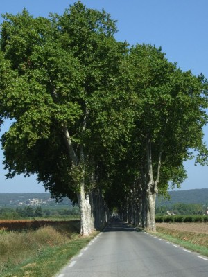 4 angenehm schattige Straße.jpg